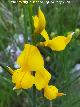 Retama de flor