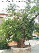 Falsa acacia del Cuarto Real de Santo Domingo