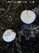 Hygrophorus chrysodon