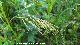 Bromus madrile�o