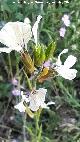 R�bano silvestre