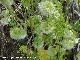 Comino silvestre