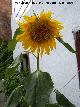 Girasol