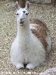 Llama