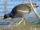 P�jaro Polla de agua