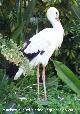 Pjaro Cigea blanca