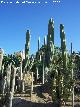 Jardn de cactus y suculentas