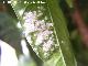 Mosca blanca de los ctricos