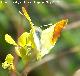 Mariposa Anthocharis euphenoides