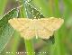 Polilla Idaea ochrata