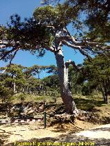 Pino laricio - Pinus nigra. Pino de las Cruces - Quesada