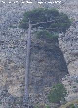 Pino laricio - Pinus nigra. Cerro de Gontar - Santiago Pontones