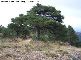 Pino laricio - Pinus nigra. Adaptado al viento. Cerro de Gontar - Santiago Pontones