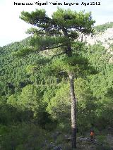 Pino laricio - Pinus nigra. El Calarico - Santiago Pontones