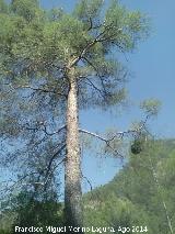 Pino laricio - Pinus nigra. La Osera - Villacarrillo