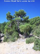 Pino laricio - Pinus nigra. Navazalto - Villacarrillo