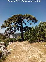 Pino laricio - Pinus nigra. Pino Bandera del Poyo de las Palomas - Quesada