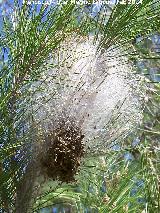 Polilla Procesionaria del pino - Thaumetopoea pityocampa. Nido. Torrechantre - Jaén