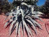 Cactus Pita - Agave americana. Cerro Mortero - Vilches