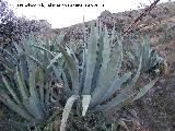 Cactus Pita - Agave americana. Jan