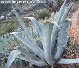 Cactus Pita - Agave americana. Jan
