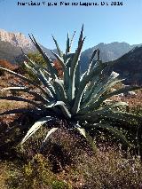 Cactus Pita - Agave americana. Otiar - Jan
