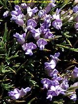 Piorno azul - Erinacea anthyllis. Banderillas - Santiago Pontones
