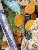 Otidia roja grande - Scutellinia scutellata. La Estrella - Navas de San Juan