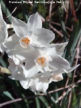 Narciso blanco silvestre - Narcissus dubius. Peas de Castro - Jan