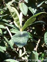 Nspero del Japn - Eriobotrya japonica. Los Villares