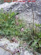 Linaria anticaria - Linaria verticillata subsp. anticaria. Cerro de la Harina - Alcaudete