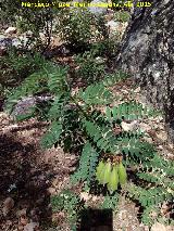 Garbancillo del diablo - Astragalus lusitanicus. Arroyo del Santo - Santa Elena