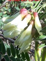 Garbancillo del diablo - Astragalus lusitanicus. Flores. Cortijo Vista Alegre - Navas de San Juan