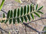 Garbancillo del diablo - Astragalus lusitanicus. Hojas. Cortijo Vista Alegre - Navas de San Juan