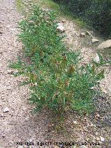Garbancillo del diablo - Astragalus lusitanicus. Sierra de Dornilleros - Fuencaliente
