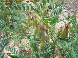 Garbancillo del diablo - Astragalus lusitanicus. Fruto. Sierra de Dornilleros - Fuencaliente