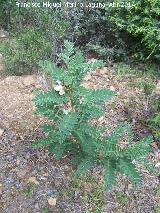 Garbancillo del diablo - Astragalus lusitanicus. Sierra de Dornilleros - Fuencaliente