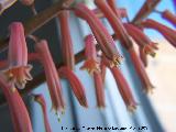 Cactus Aloe tigre - Aloe variegata. Navas de San Juan