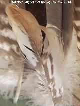 Pájaro Avutarda - Otis tarda. Pluma. Navas de San Juan