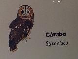 Pájaro Cárabo - Strix aluco. Exposición en Jaén