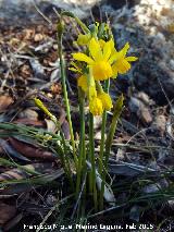 Narciso Junquillo plido - Narcissus triandrus subsp pallidulus. Las Monjas - Navas de San Juan