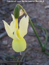 Narciso Junquillo plido - Narcissus triandrus subsp pallidulus. Torrealver - Navas de San Juan