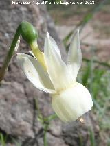 Narciso Junquillo plido - Narcissus triandrus subsp pallidulus. Cimbarrillo - Aldeaquemada