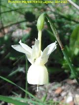 Narciso Junquillo plido - Narcissus triandrus subsp pallidulus. Cimbarrillo - Aldeaquemada