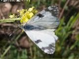 Mariposa Blanquiverdosa - Pontia daplidice. Giribaile - Vilches