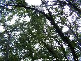 Quejigo - Quercus faginea. La Baizuela - Torredelcampo