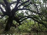 Quejigo - Quercus faginea. Quejigo del Amo - Valdepeas