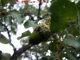 Quejigo - Quercus faginea. La Baizuela - Torredelcampo
