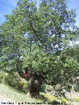 Quejigo - Quercus faginea. La Sierra - Valdepeas de Jan