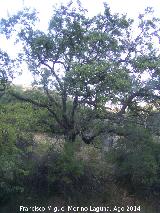 Quejigo - Quercus faginea. Moralejo - Valdepeas de Jan